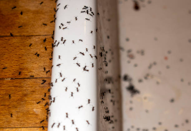Best Ant Control Services  in Malabar, FL